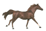 cheval7.gif; 34 Ko