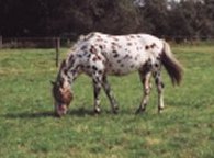 l'appaloosa
