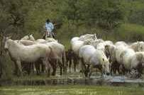 le camarguais