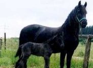 le frison