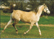 le pur-sang arabe