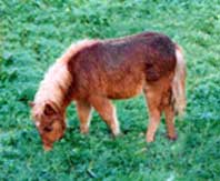 le shetland